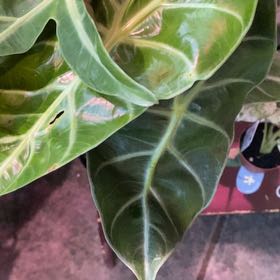 Photo of the plant species Elephant Ear 'Morocco' by @PioneerRutabaga named Alocasia ‘Morocco’ on Greg, the plant care app
