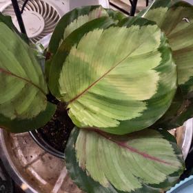 Photo of the plant species Northern lights by @PioneerRutabaga named Calathea ‘Northern Lights’ on Greg, the plant care app