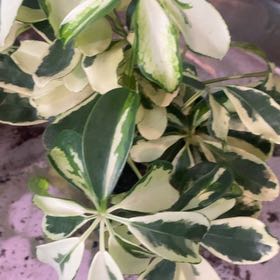 Photo of the plant species Variegated Umbrella Plant by @PioneerRutabaga named Umbrella Plant Variegated on Greg, the plant care app
