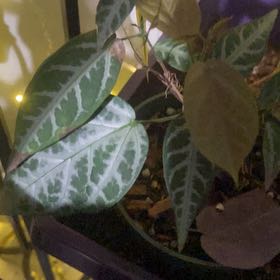 Photo of the plant species Begonia Cross Vine by @PioneerRutabaga named Begonia Cross Vine on Greg, the plant care app
