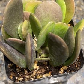 Plant care for Jade Vine on Greg, the plant care app