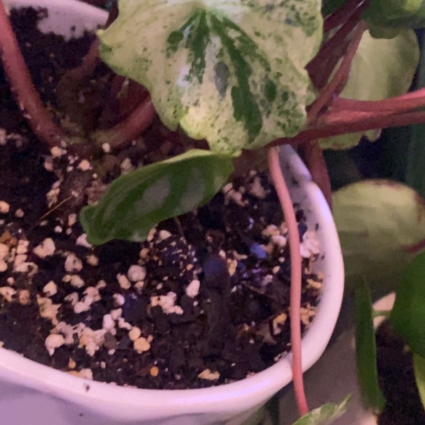 Photo of the plant species Variegated Watermelon Peperomia by @PioneerRutabaga named Peperomia Variegated Watermelon on Greg, the plant care app