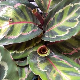 Photo of the plant species Calathea Illustris by @PioneerRutabaga named Calathea Illustris on Greg, the plant care app