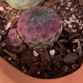 Photo of the plant species Violet Skin Cactus by @PioneerRutabaga named Cactus - Violet Skin on Greg, the plant care app