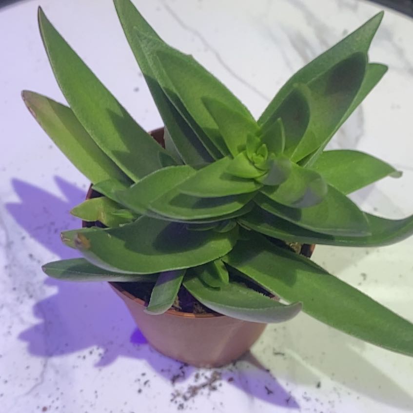 Photo of the plant species crassula shark tooth by @PioneerRutabaga named Crassula ‘Shark Tooth’ on Greg, the plant care app