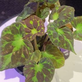 Photo of the plant species Begonia Barsalouxiae by @PioneerRutabaga named Begonia Barsalouxiae on Greg, the plant care app