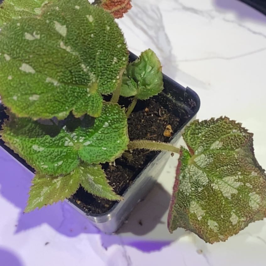 Photo of the plant species Pustulate Begonia by @PioneerRutabaga named Begonia ‘Pustulate’ on Greg, the plant care app