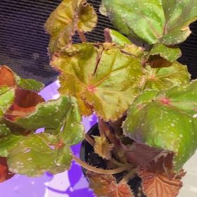 Photo of the plant species Begonia Jelly Roll Morton by @PioneerRutabaga named Begonia ‘Jelly Roll Morton’ on Greg, the plant care app