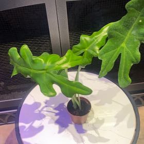 Photo of the plant species Malaysian Monster by @PioneerRutabaga named Alocasia Portei on Greg, the plant care app