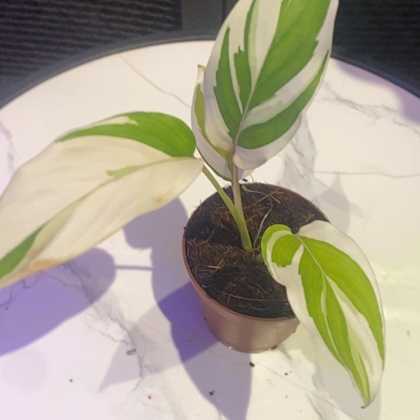 Photo of the plant species Araruta by @PioneerRutabaga named Maranta Arundinacea on Greg, the plant care app