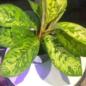 Photo of the plant species Camoflage by @PioneerRutabaga named Homalomena ‘Camoflage’ on Greg, the plant care app