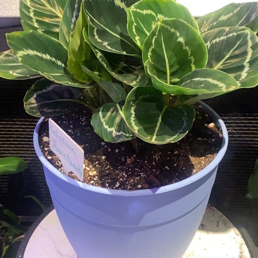 Photo of the plant species Calathea 'Green Beauty' by @PioneerRutabaga named Calathea ‘Green Beauty’ on Greg, the plant care app