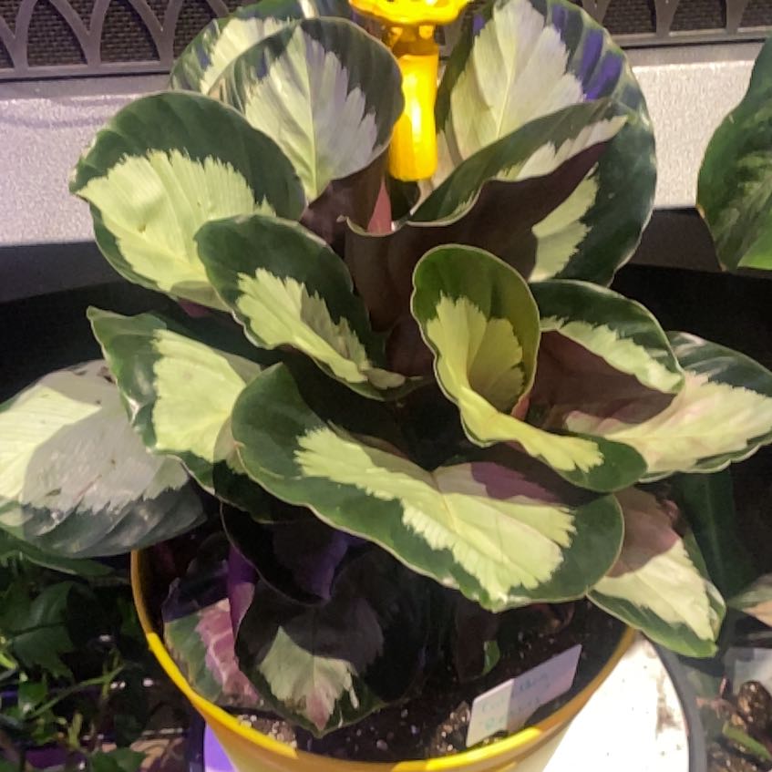 Photo of the plant species Calathea 'Rosey' by @PioneerRutabaga named Calathea ‘Rosey’ on Greg, the plant care app