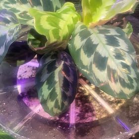 Photo of the plant species Calathea 'Helen Kennedy' by @PioneerRutabaga named Calathea ‘Helen Kennedy’ on Greg, the plant care app