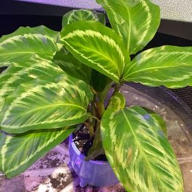 Photo of the plant species Calathea 'Gecko' by @PioneerRutabaga named Calathea Bicajaux ‘Gecko’ on Greg, the plant care app
