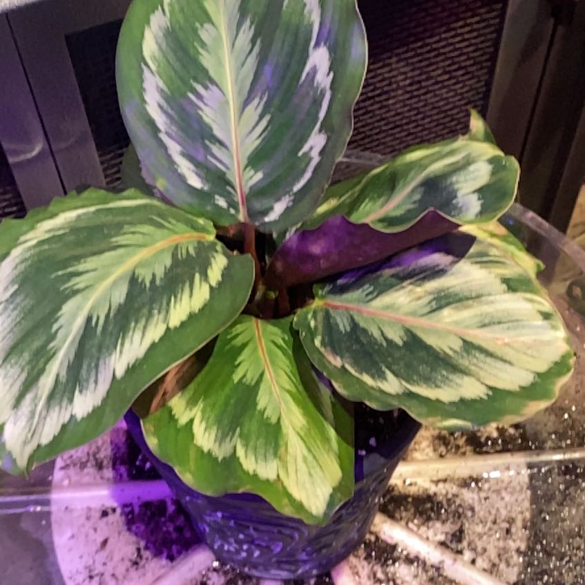 Photo of the plant species Rose-Painted Calathea 'Mysty' by @PioneerRutabaga named Calathea ‘Mysty’ on Greg, the plant care app