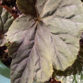 Photo of the plant species Begonia Jovian by @PioneerRutabaga named Begonia ‘Jovian’ on Greg, the plant care app