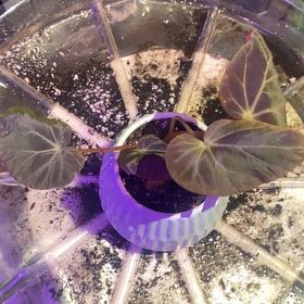 Photo of the plant species Burkill's Begonia by @PioneerRutabaga named Begonia Burkillii ‘Dark Form’ on Greg, the plant care app