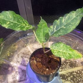 Photo of the plant species Clown Fig by @PioneerRutabaga named Ficus ‘Clown Fig’ on Greg, the plant care app