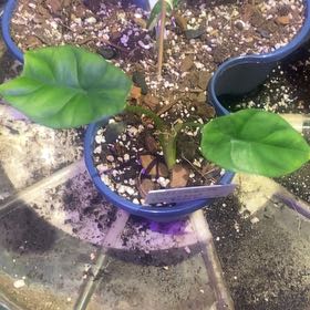 Photo of the plant species Alocasia sinuata 'Quilted Dreams' by @PioneerRutabaga named Alocasia Sinuata ‘Quilted Dreams’ on Greg, the plant care app