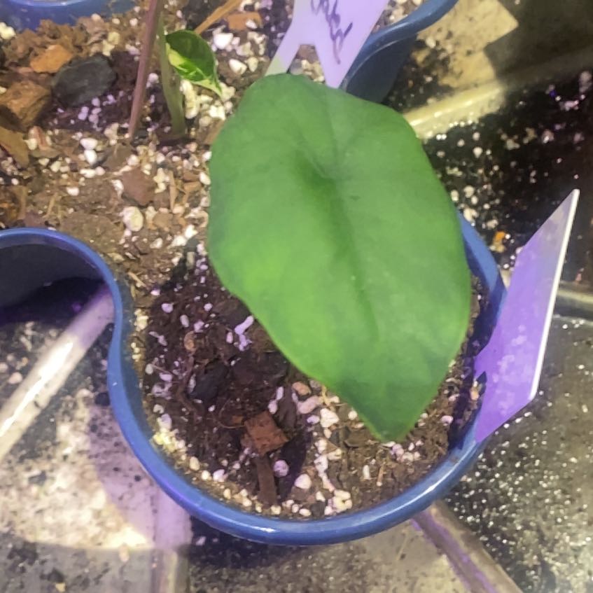 Photo of the plant species Alocasia Blue Dragon by @PioneerRutabaga named Alocasia ‘Blue Dragon’ on Greg, the plant care app