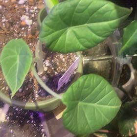Photo of the plant species Alocasia 'Grey Dragon' by @PioneerRutabaga named Alocasia ‘Grey Dragon’ on Greg, the plant care app