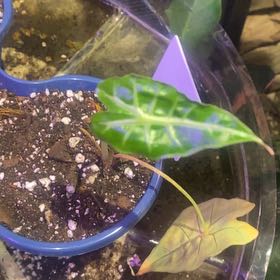 Photo of the plant species Alocasia 'Mandalay' by @PioneerRutabaga named Alocasia ‘Mandalay’ on Greg, the plant care app