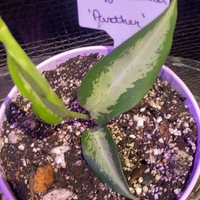 Photo of the plant species Dieffenbachia 'Panther' by @PioneerRutabaga named Dieffenbachia ‘Panther’ on Greg, the plant care app