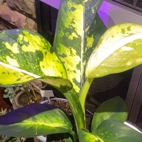 Photo of the plant species Dumb Cane Sparkles by @PioneerRutabaga named Dieffenbachia Sparkles on Greg, the plant care app