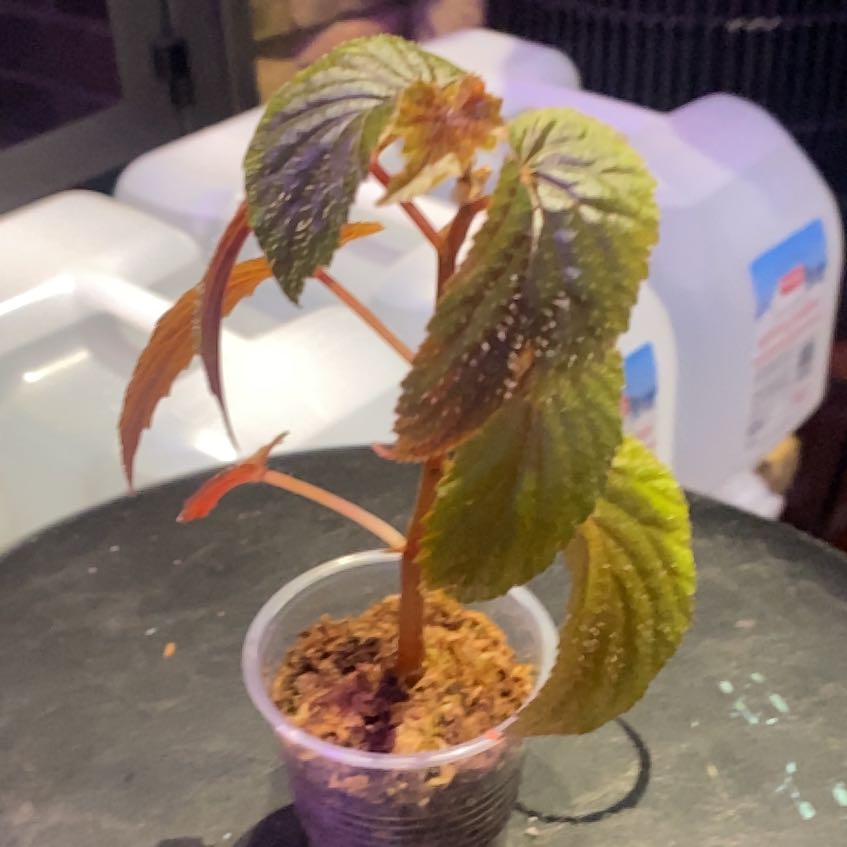 Photo of the plant species U402 Begonia by @PioneerRutabaga named Begonia ‘U402’ on Greg, the plant care app