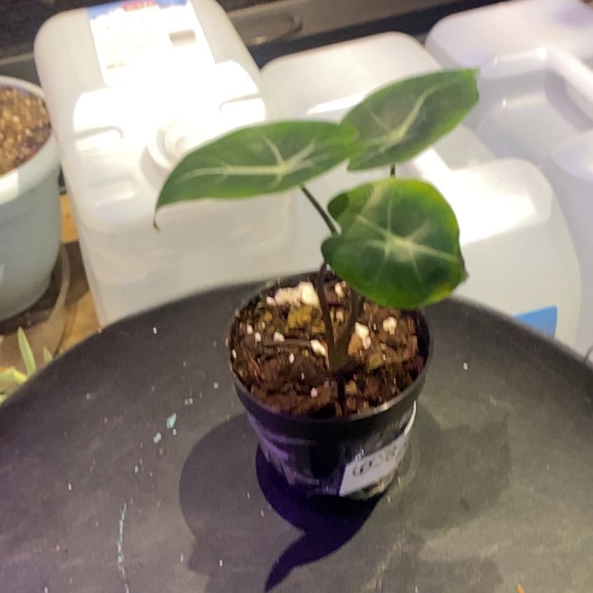 Photo of the plant species Alocasia Watsoniana Purple Vein by @PioneerRutabaga named Alocasia ‘Purple Vein’ on Greg, the plant care app