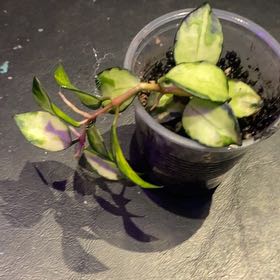 Photo of the plant species Hoya lacunosa ‘Bruno Tricolor' by @PioneerRutabaga named Hoya ‘Bruno Tricolor’ on Greg, the plant care app
