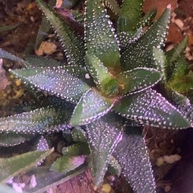 Photo of the plant species Haworthia attenuata 'Enon' by @PioneerRutabaga named Haworthia Attenuata ‘Enon’ on Greg, the plant care app