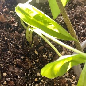 Photo of the plant species Alocasia by @PioneerRutabaga named Alocasia on Greg, the plant care app