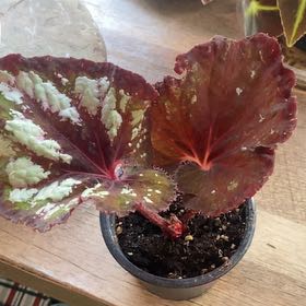 Photo of the plant species Begonia 'Steve's Leaves Midnight Skies' by @PioneerRutabaga named Begonia ‘Midnight Skies’ on Greg, the plant care app