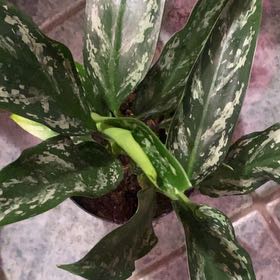 Photo of the plant species Aglaonema 'Maria' by @PioneerRutabaga named Aglaonema ‘Marie’ on Greg, the plant care app