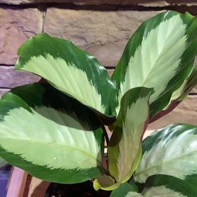 Photo of the plant species Calathea Royal Standard by @PioneerRutabaga named Calathea ‘Royal Standard’ on Greg, the plant care app