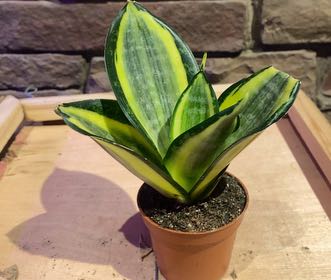 Photo of the plant species Gold Star Hahnii by @PioneerRutabaga named Dracaena Trifasciata Hahnii ‘Gold Star’ on Greg, the plant care app