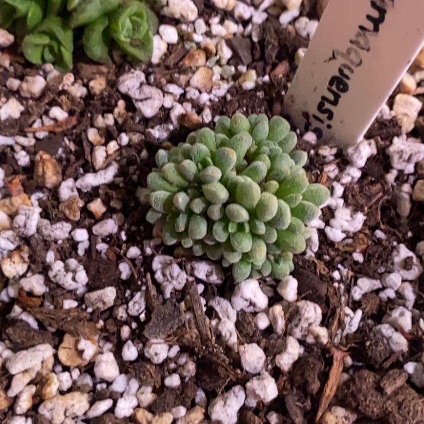 Photo of the plant species Crassula namaquensis by @PioneerRutabaga named Crassula Namaquensis on Greg, the plant care app