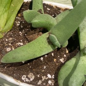 Photo of the plant species Lobster Claws by @PioneerRutabaga named Cheiridopsis Denticulata - Lobster Claws on Greg, the plant care app