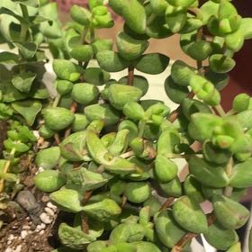 Photo of the plant species Crassula brevifolia by @PioneerRutabaga named Crassula Brevifolia on Greg, the plant care app