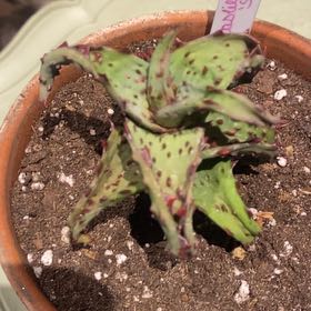 Photo of the plant species Aloe castilloniae by @PioneerRutabaga named Aloe Castilloniae on Greg, the plant care app