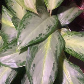 Photo of the plant species Aglaonema 'Golden Bay' by @PioneerRutabaga named Aglaonema ‘Golden Bay’ on Greg, the plant care app
