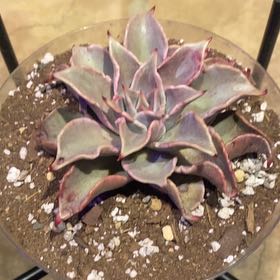 Photo of the plant species Echeveria 'Madiba' by @PioneerRutabaga named Echeveria ‘Madiba’ on Greg, the plant care app
