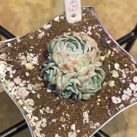Photo of the plant species White Elegans by @PioneerRutabaga named Echeveria White Elegans on Greg, the plant care app