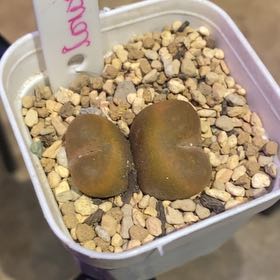 Photo of the plant species Conophytum Maughanii by @PioneerRutabaga named Conophytum Maughanii on Greg, the plant care app