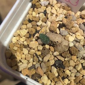 Photo of the plant species Hibiscus eriospermus by @PioneerRutabaga named Hibiscus Eriospermus on Greg, the plant care app