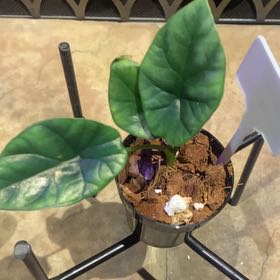 Photo of the plant species Alocasia by @PioneerRutabaga named Alocasia ‘Quilted Dreams’ on Greg, the plant care app