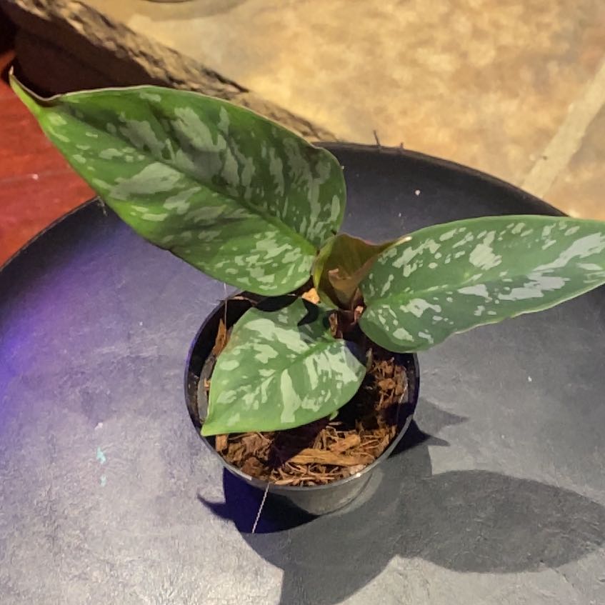 Photo of the plant species Apoballis Red Sword by @PioneerRutabaga named Apoballis Red Sword on Greg, the plant care app