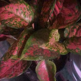 Photo of the plant species Aglaonema 'Ruby Ray' by @PioneerRutabaga named Aglaonema ‘Ruby Red’ on Greg, the plant care app